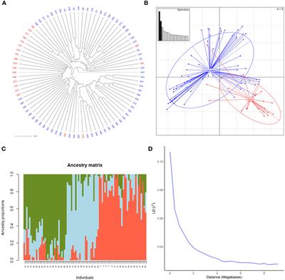 Novel loci associated with resistance to downy and powdery mildew in grapevine